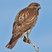 Red-tailed Hawk